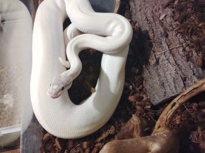 Ball Python