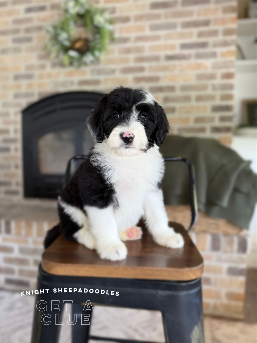 F1 Miniature Sheepadoodle