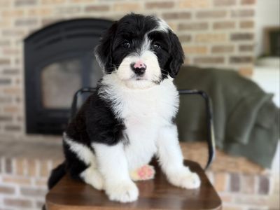 F1 Miniature Sheepadoodle
