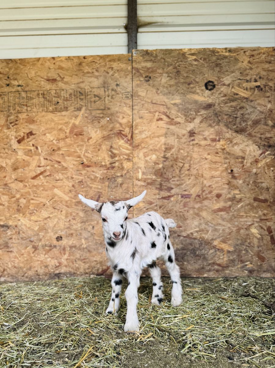Fainting Buck Goat Available – Merle| Maple Creek Farm