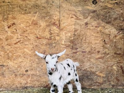 Fainting Buck Goat Available – Merle| Maple Creek Farm