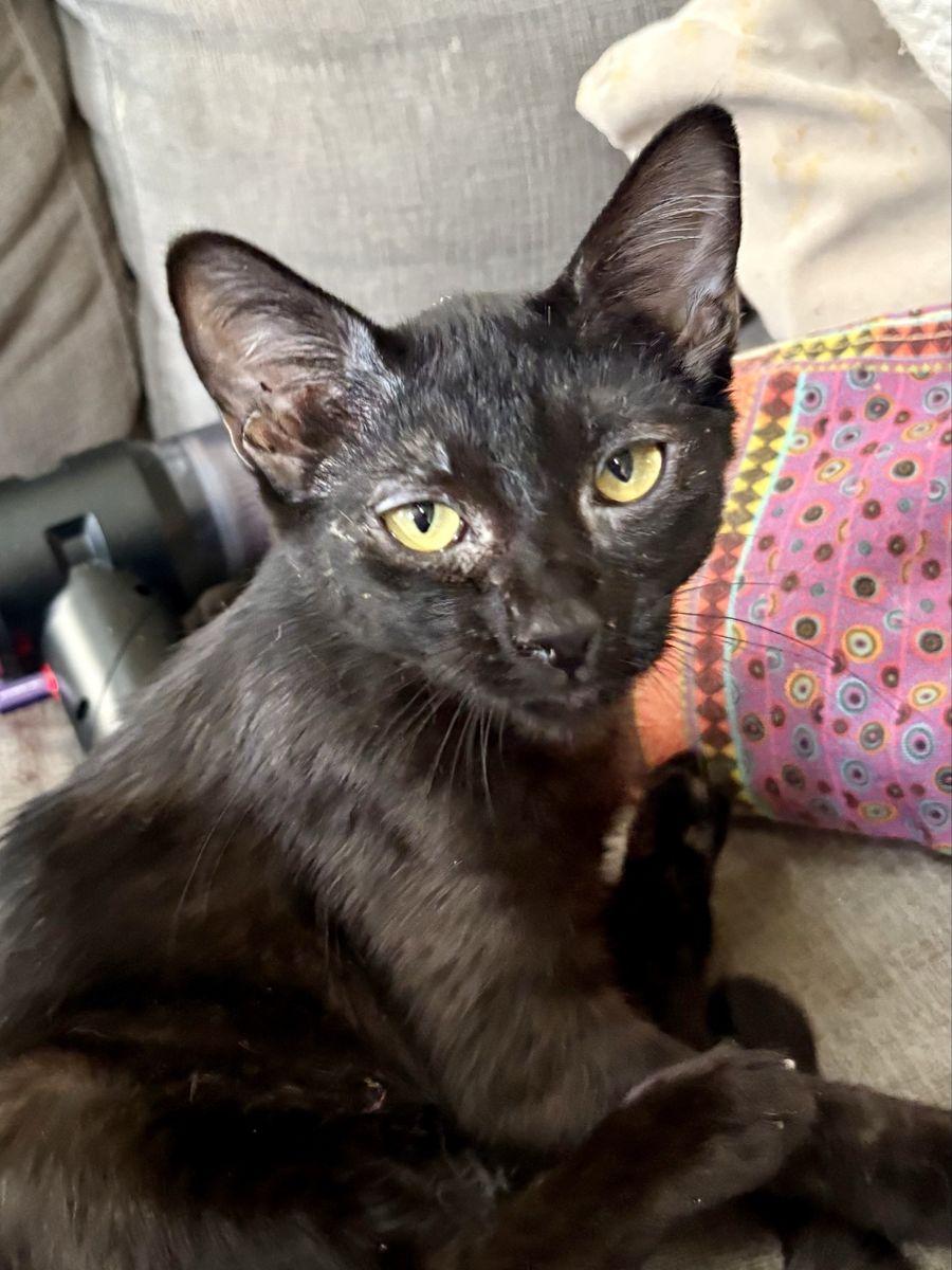 Super Sweet Black Female Kitten 