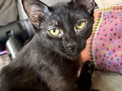 Super Sweet Black Female Kitten