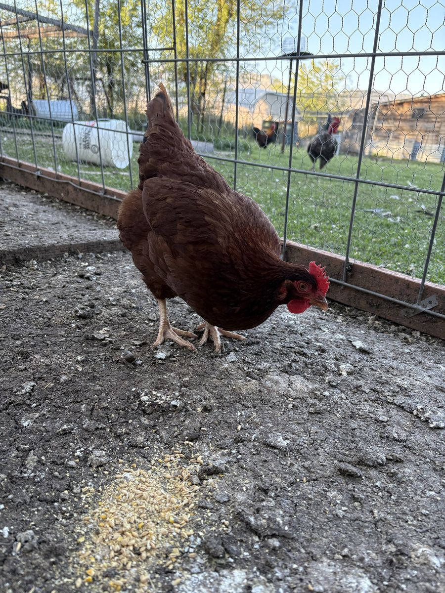 Young chickens