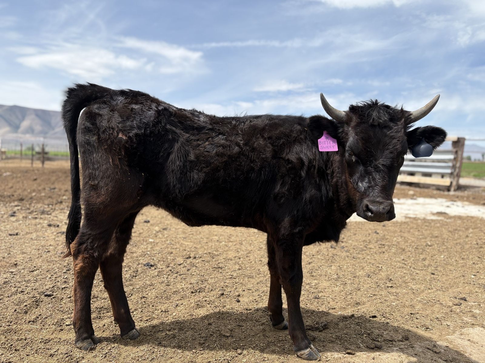 Fresh Corriente Heifer