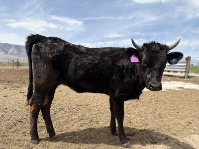 Fresh Corriente Heifer