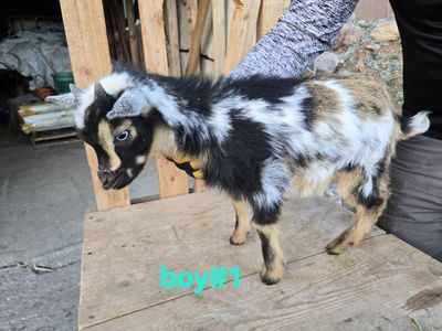 Nigerian Dwarf goats kid / baby