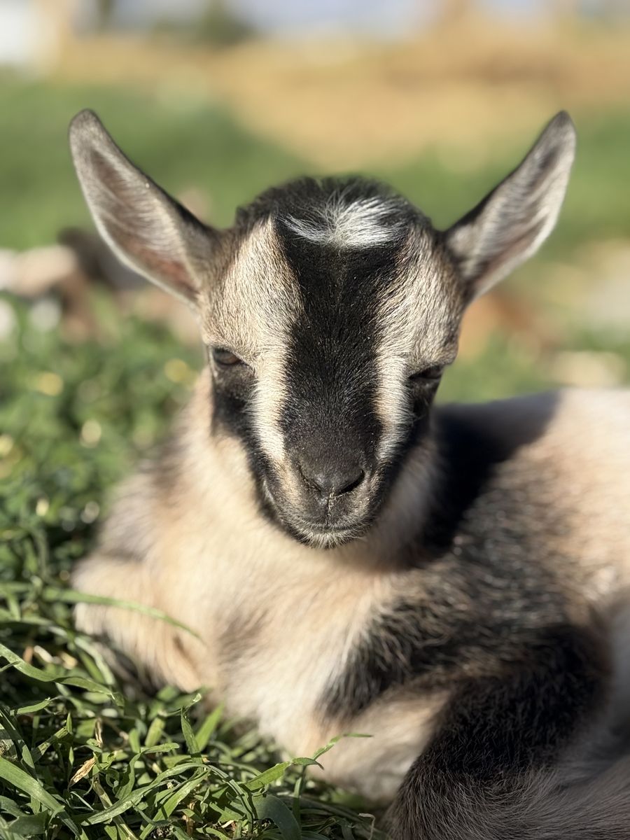 ADGA registerable Nigerian Dwarf buckling