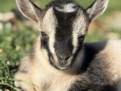 ADGA registerable Nigerian Dwarf buckling