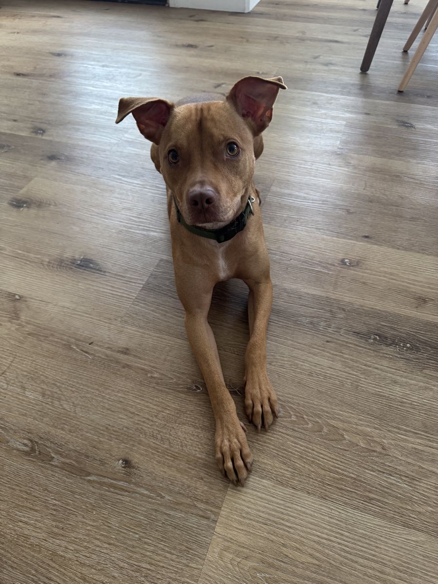 15mo old Male Pitbull Mix