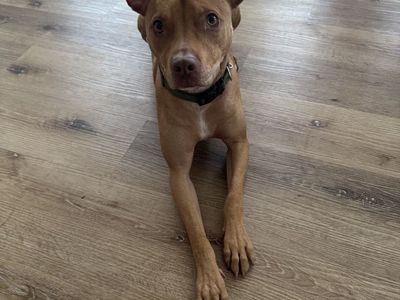 15mo old Male Pitbull Mix