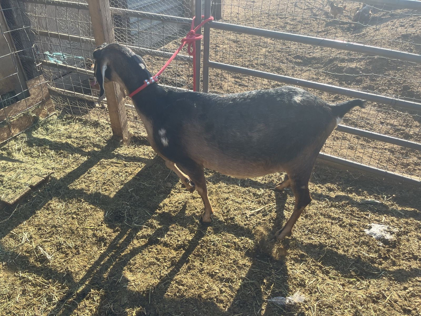Nubian milk goat