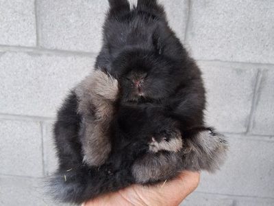 tiny Netherland dwarf with NEW cage