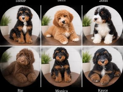Bernedoodle