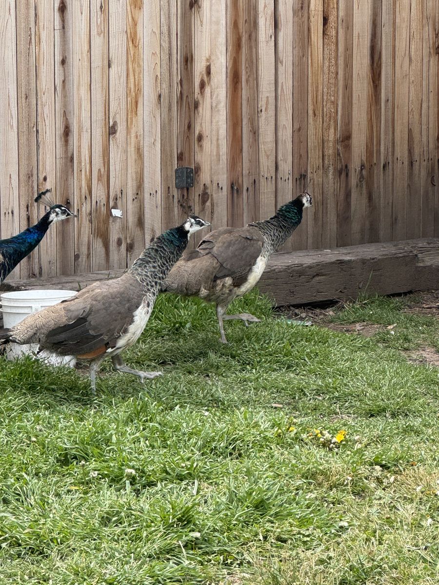 Peacocks