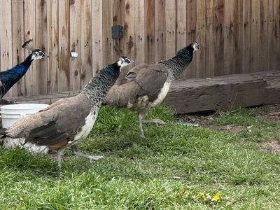 Peacocks