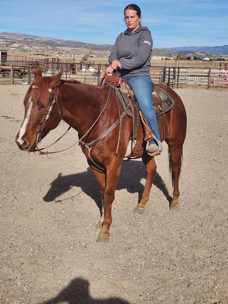 5 year old gelding