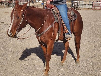 5 year old gelding