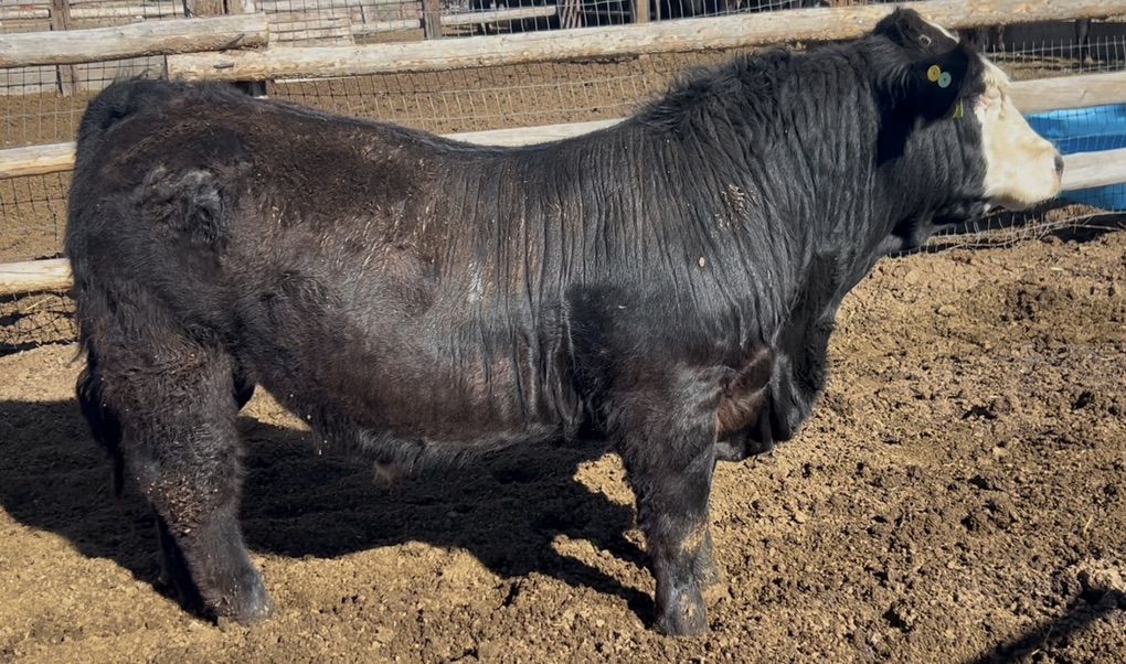 Baldy Face 15month SimAngus Bull