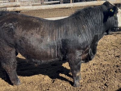 Baldy Face 15month SimAngus Bull