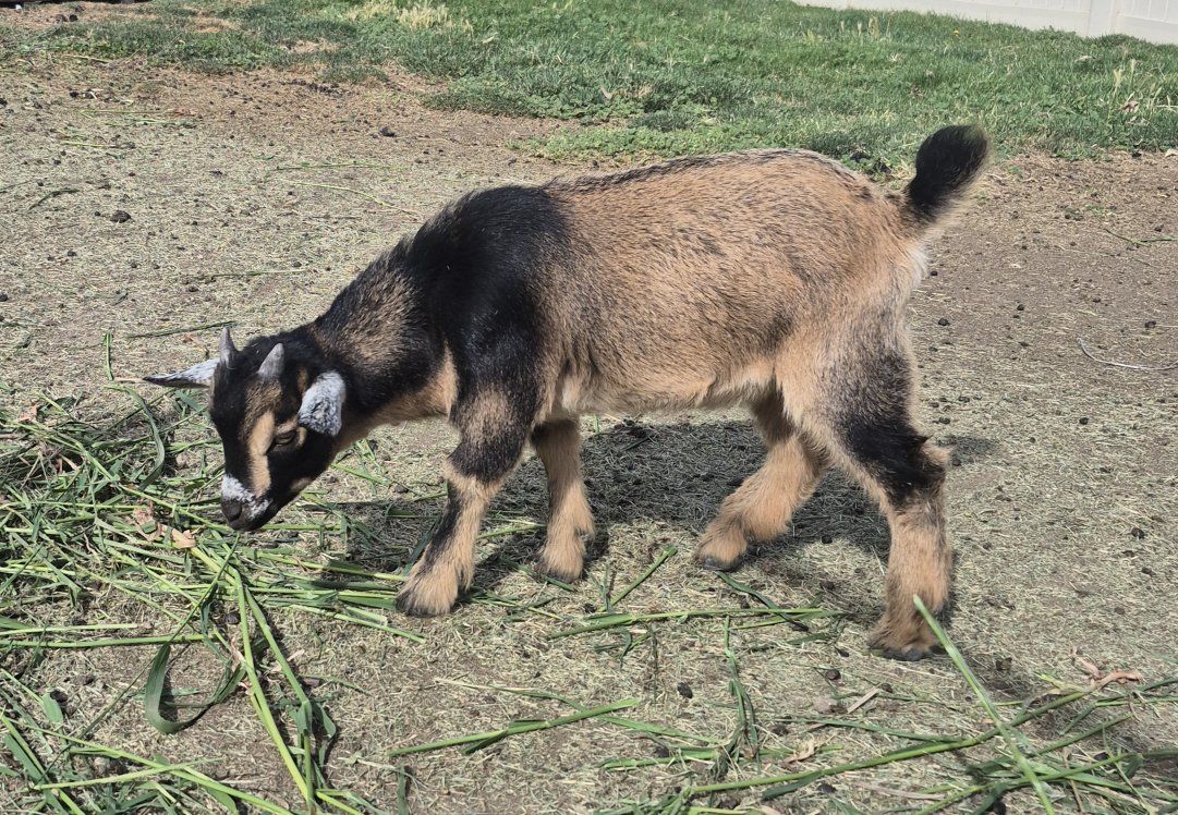 Nigerian Dwarf Goat Kid - Friendly, Playful, and Ready for a New Home!