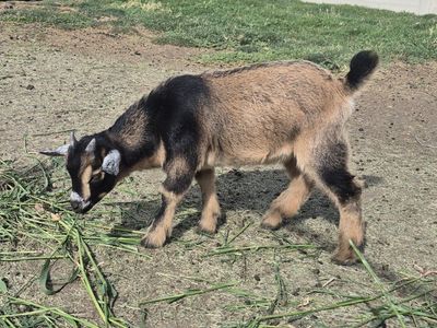Nigerian Dwarf Goat Kid - Friendly, Playful, and Ready for a New Home!