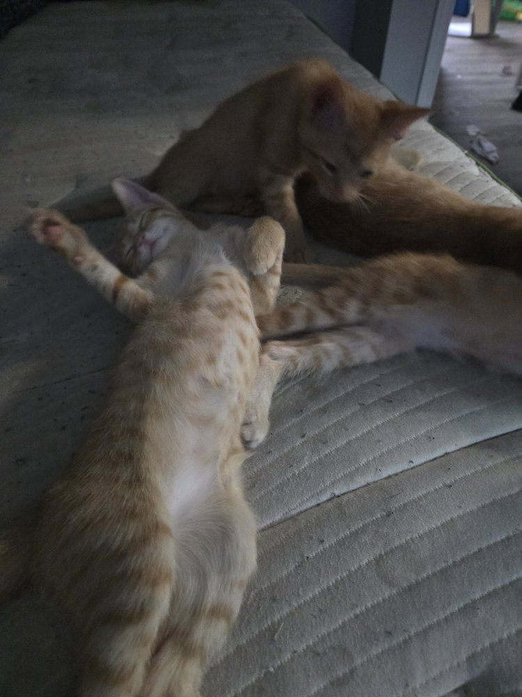 Orange Tabby Kittens