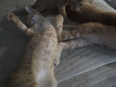 Orange Tabby Kittens