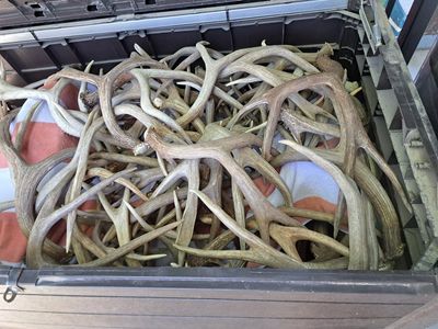 Elk and deer sheds