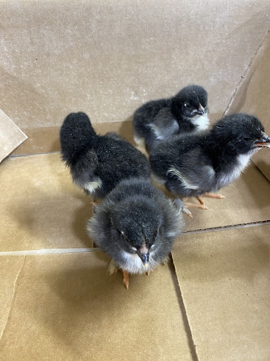 Black Copper Maran Chicks