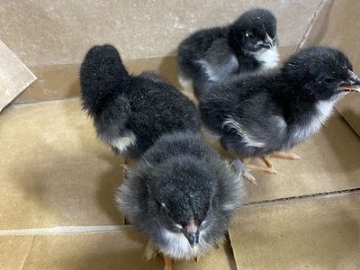 Black Copper Maran Chicks