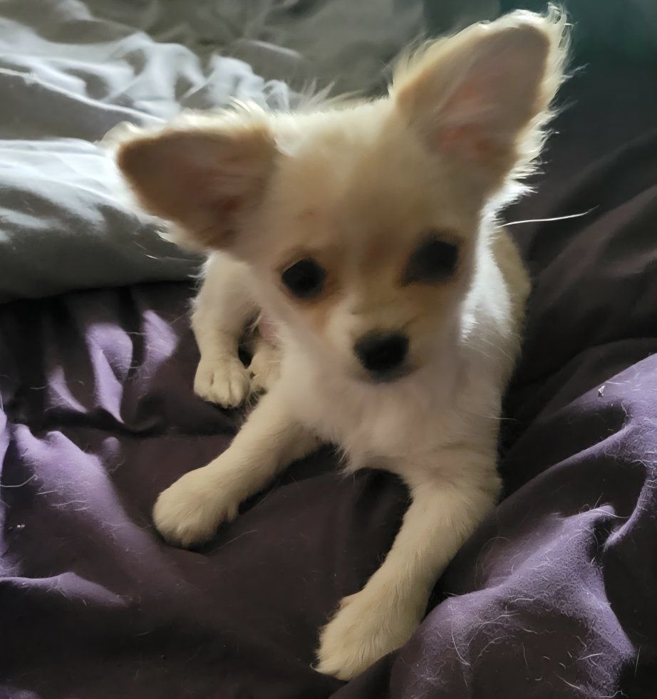 Two puppies for sale. Different breeds.