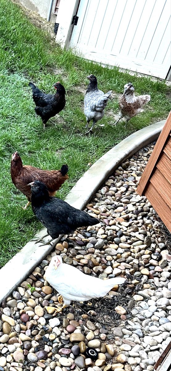 Laying Hens