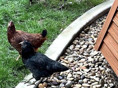 Laying Hens