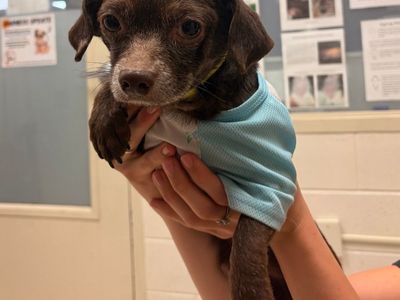 Hello my name is Blue