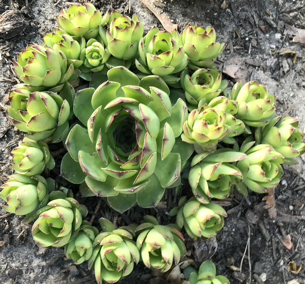 PLANTS: Hens n Chicks