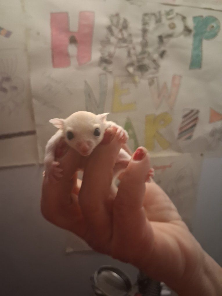 sugar glider male joey