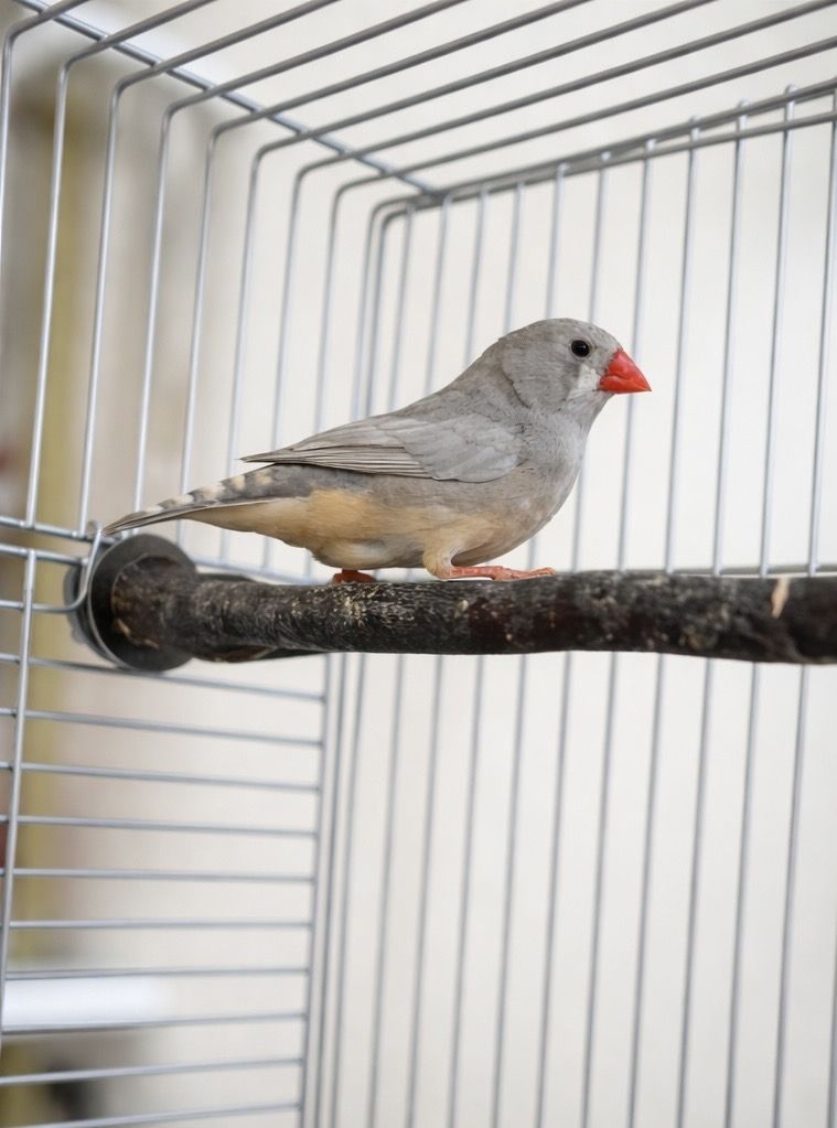 Pretty Female Zebra Finch with cage for sale