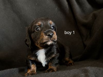 mini Dachshund