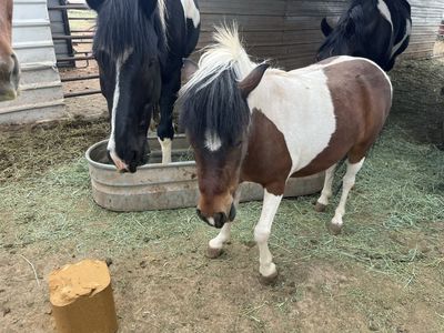 Mini Mare
