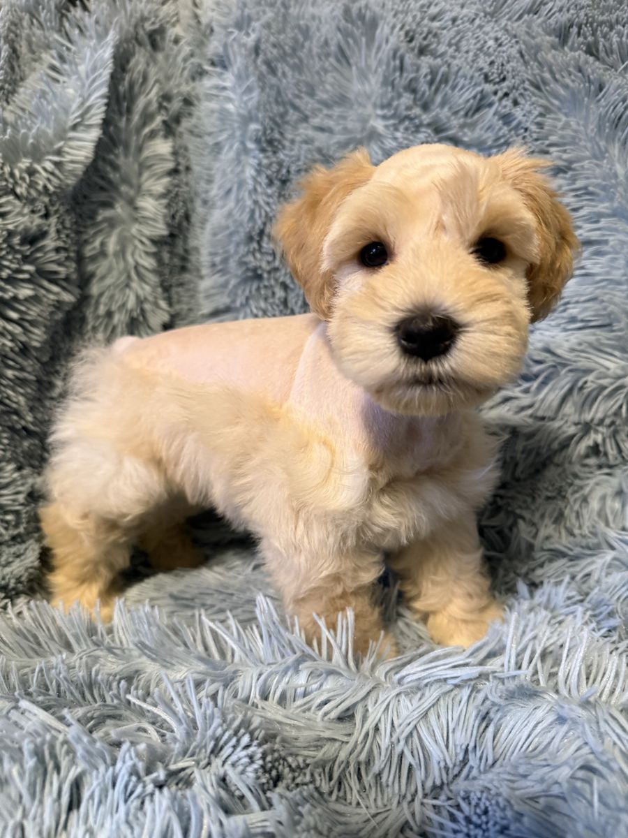 Miniature Schnauzer Male
