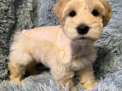 Miniature Schnauzer Male