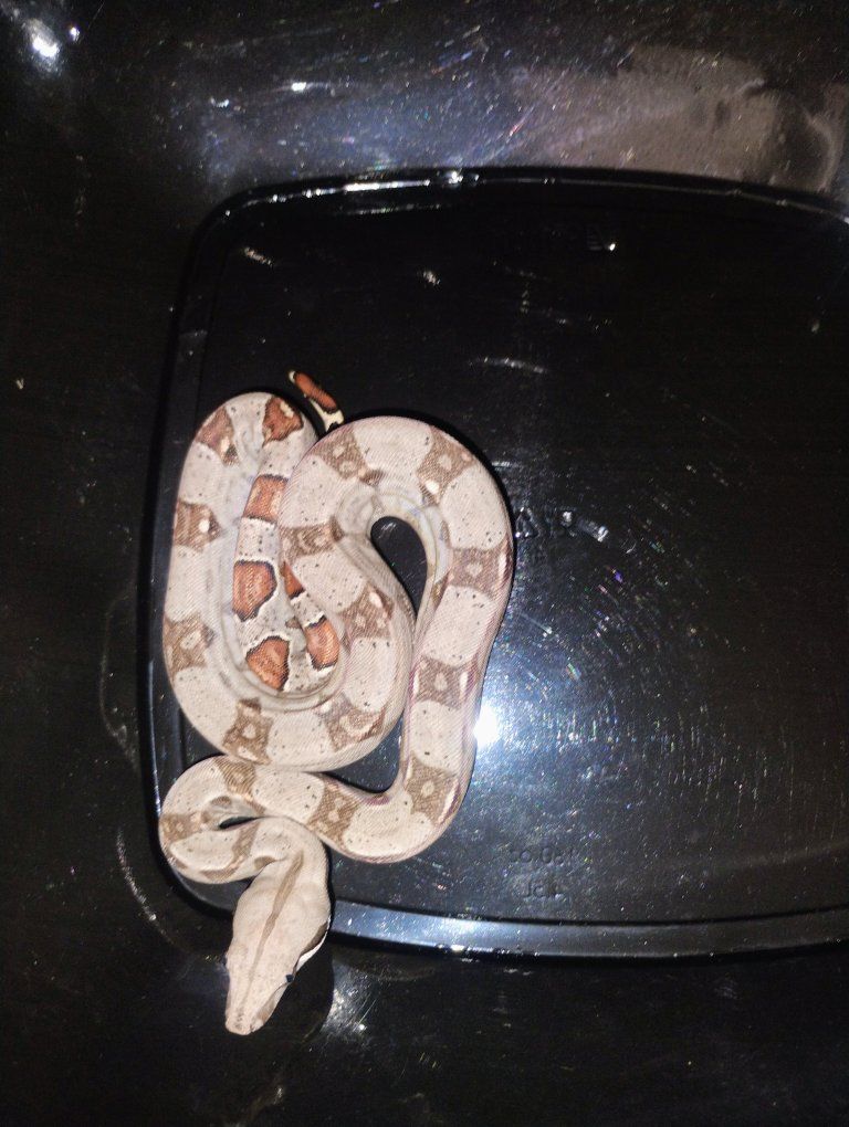 male  jungle 50%het kahl albino bci boa