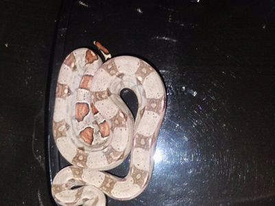 male jungle 50%het kahl albino bci boa