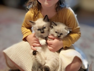 GORGEOUS RAGDOLL Teacup M/F kittens--SUPER SWEET LOYAL TEMPERMENTS-- SUPER FLUFFY/FLOPPY, shed less/less allergenic!