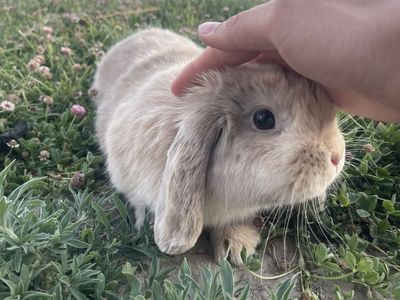 4 month old boy holland lop