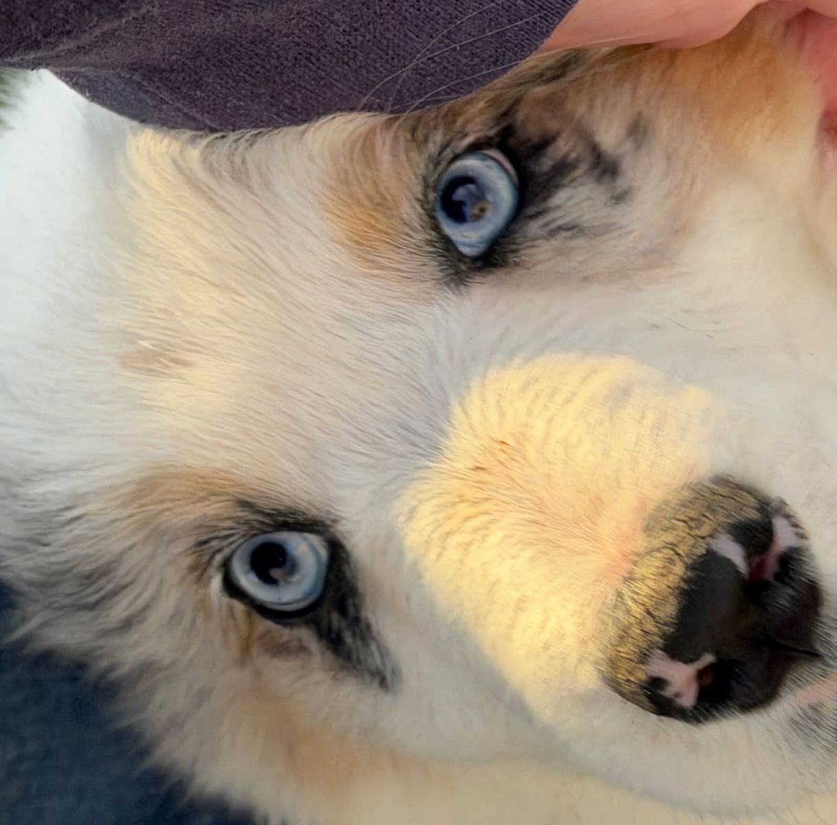 AKC Australian Shepherd / Border Collie Puppies