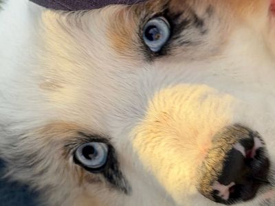 AKC Australian Shepherd / Border Collie Puppies