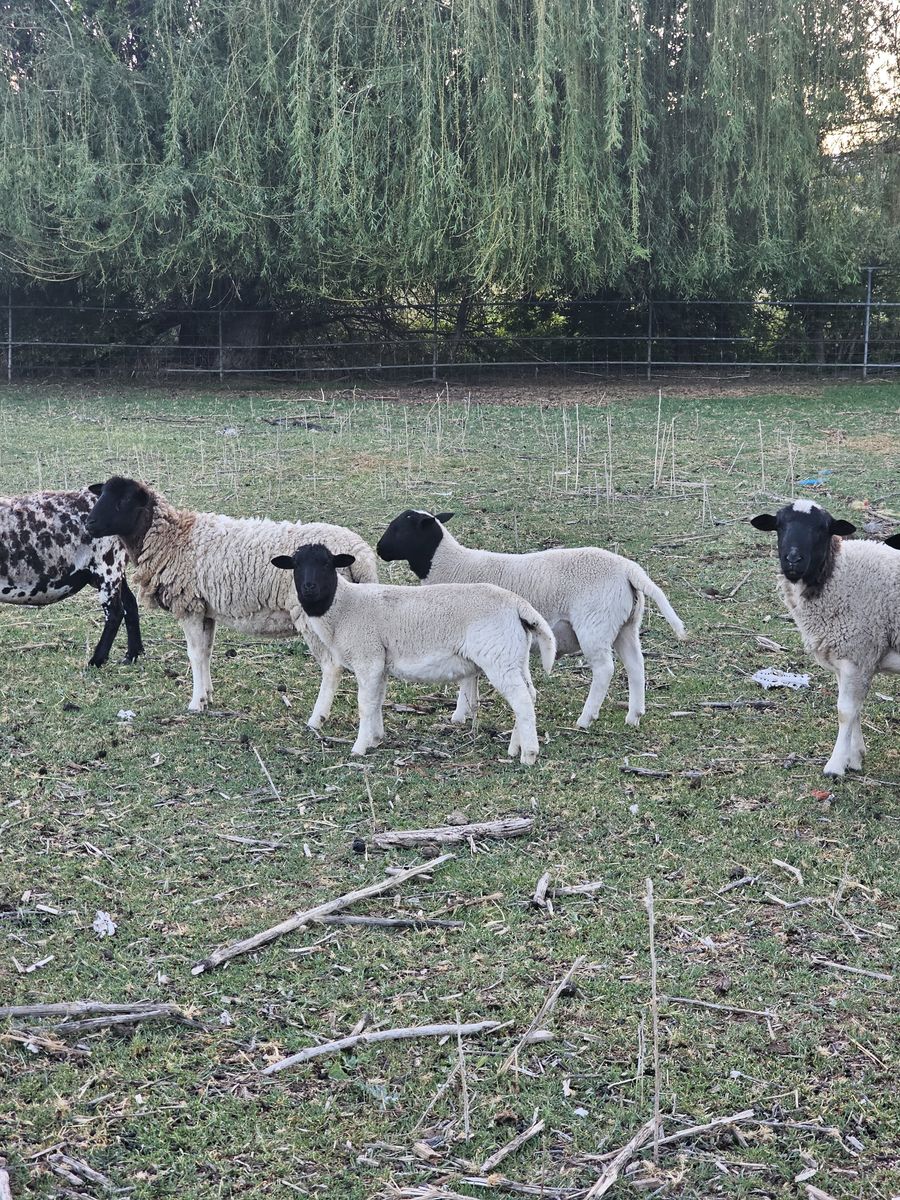 Dorper lambs