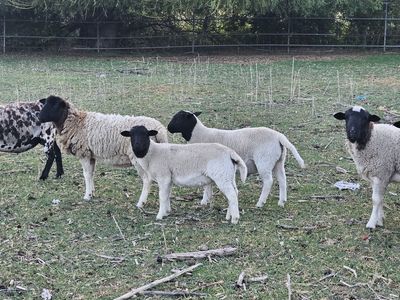 Dorper lambs